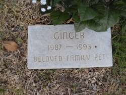Ginger Pet
